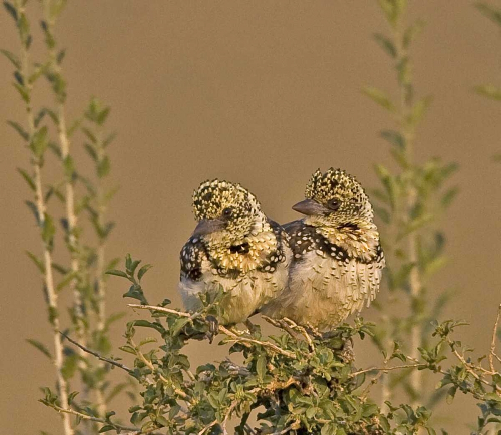 Kenya Red-yellow barbets perched on tree limb